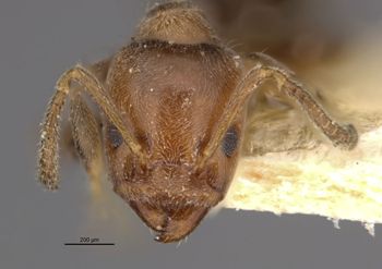 Media type: image;   Entomology 21333 Aspect: head frontal view